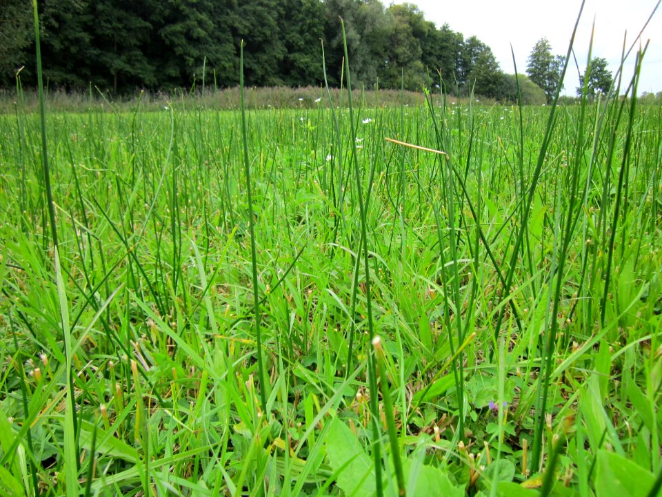 20120918Bachwiesen_Hockenheim3