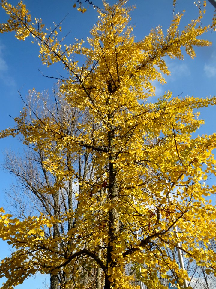 20131111Ginkgo_Hockenheim4