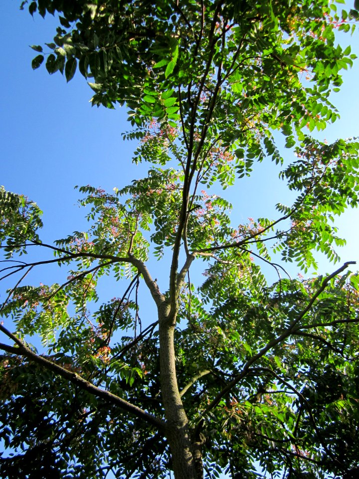 20120914Ailanthus_altissima2