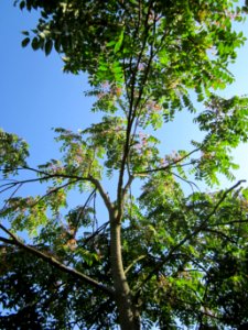 20120914Ailanthus_altissima2 photo