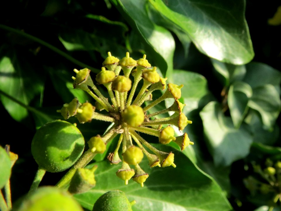 20131115Hedera_helix