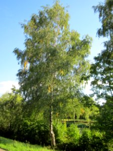 20120914Birke_Saar_Saarbruecken