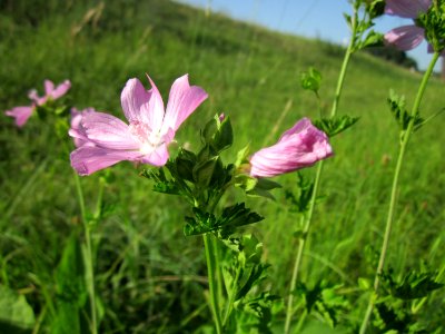 20120819Malve_Herrenteich4
