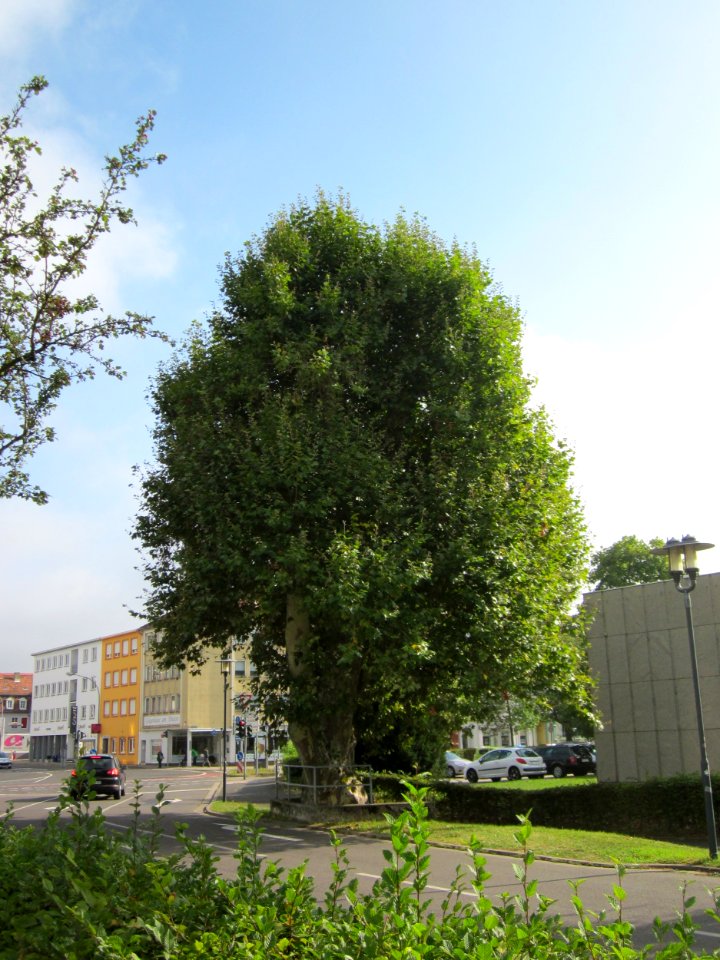 20120914Platane_Musikhochschule_Saarbruecken2