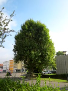 20120914Platane_Musikhochschule_Saarbruecken2