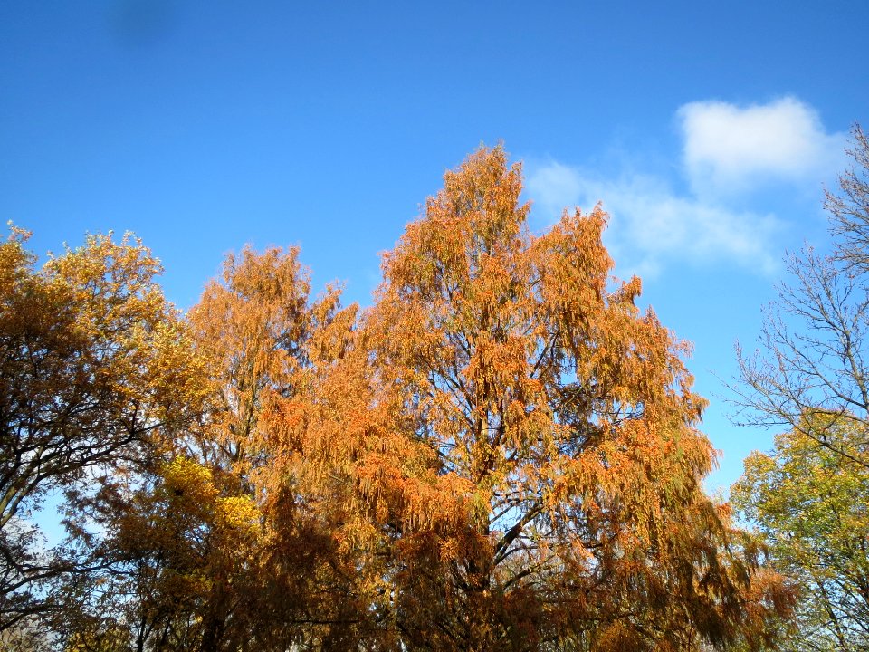 20131111Urweltmammutbaum2