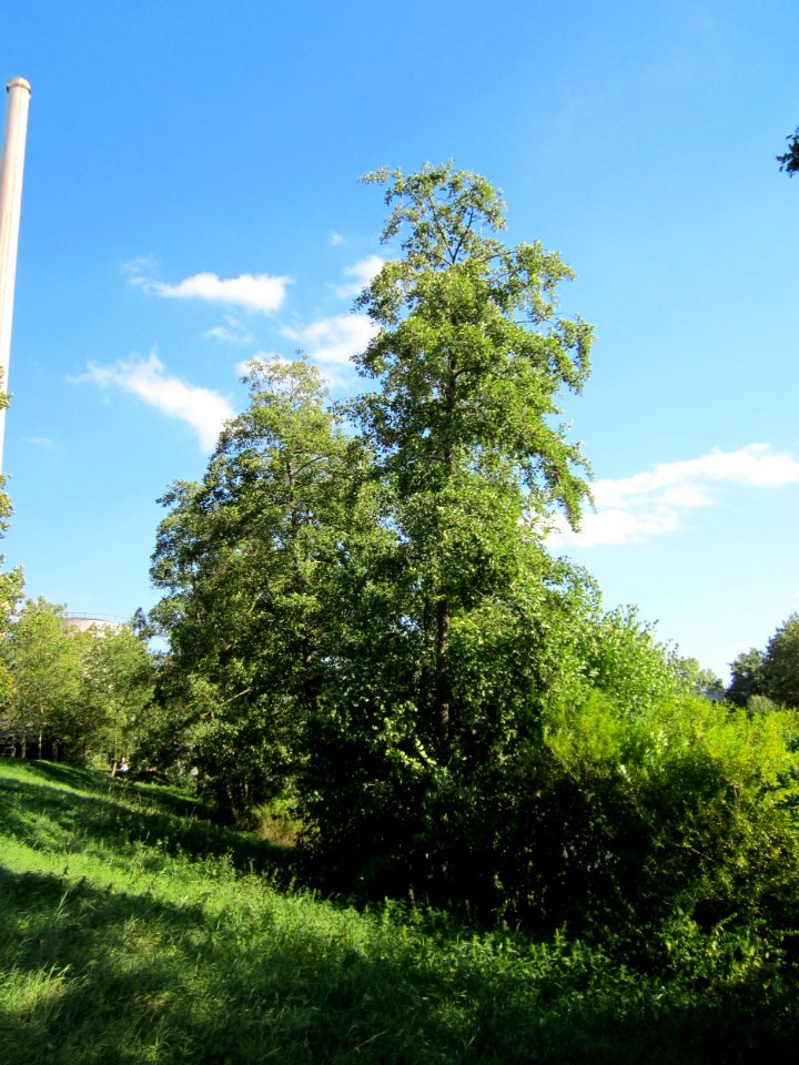 20120914Erle_Saar2