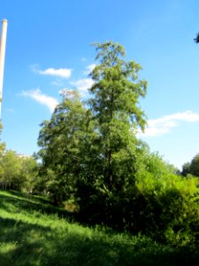 20120914Erle_Saar2