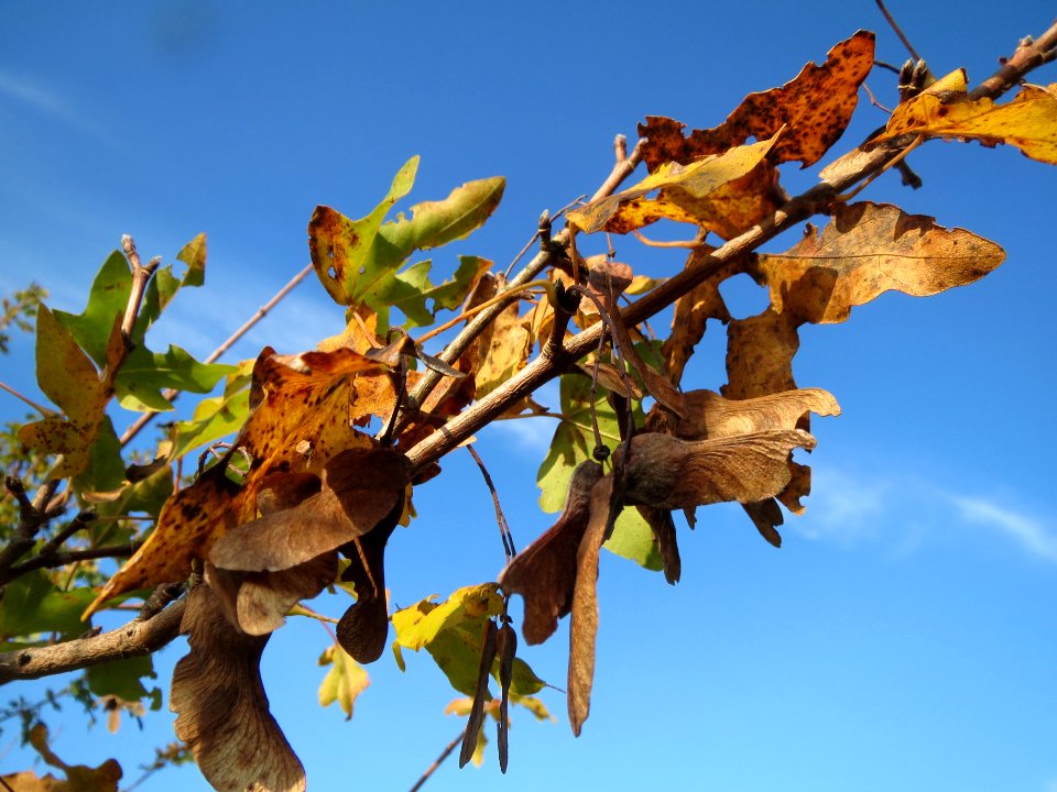 20131115Acer_campestre2