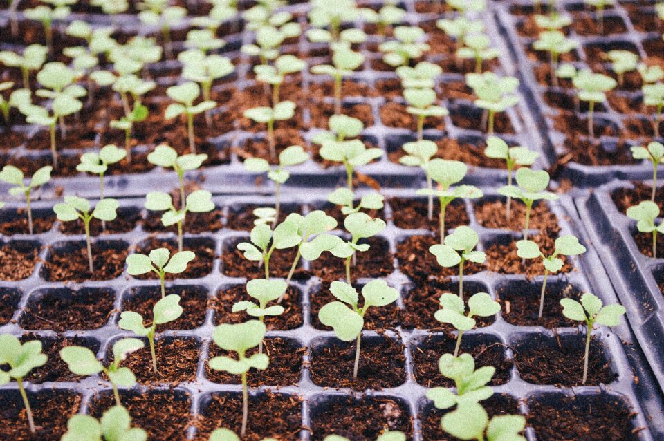 Depth of field garden growth