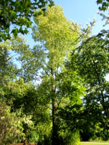 20120914Populus_x_canadensis1