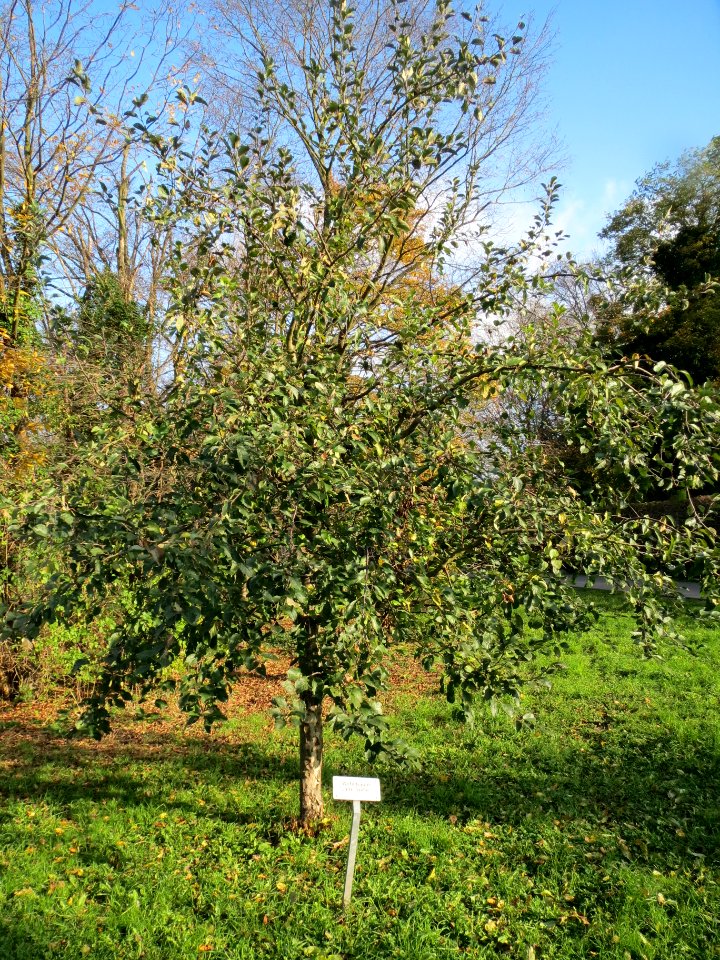 20131115Malus_Schwetzingen