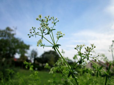 20120918Galium_mollugo3