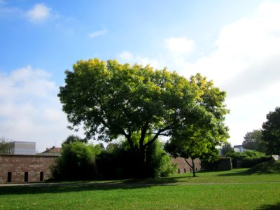 20120914Fraxinus_excelsior_Aurea2