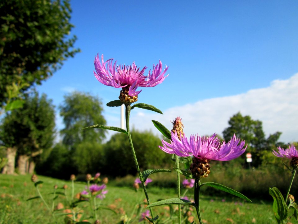 20120917Centaurea_jacea2