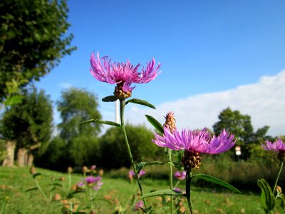 20120917Centaurea_jacea2