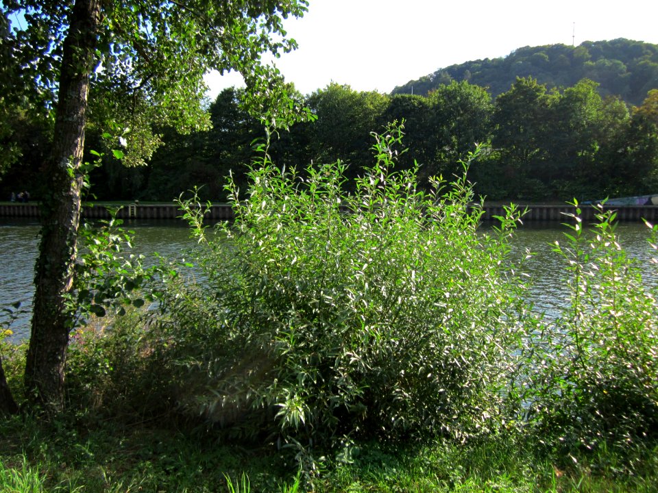 20120914Silberweide_Saar_Saarbruecken