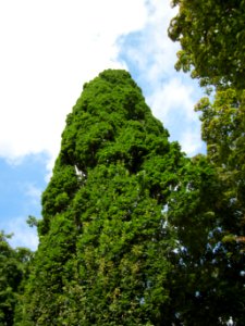 20120915Quercus_robur_Fastigiata1