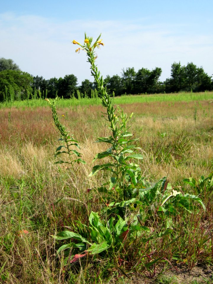20120725Oenothera_biennis1