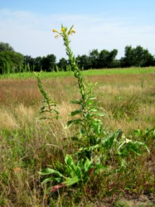 20120725Oenothera_biennis1