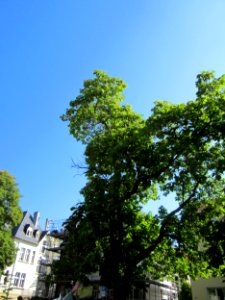 20120914Trompetenbaum_Staden