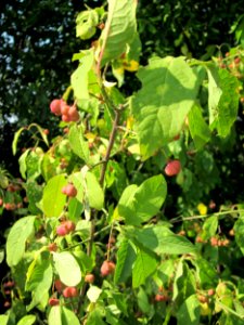 20120725Euonymus_europaeus4