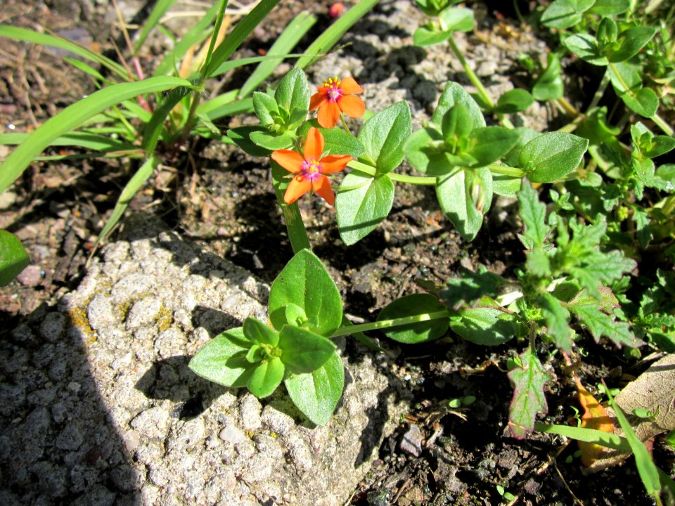 20120724Lysimachia_arvensis2