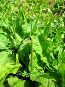 20130703Plantago_major3