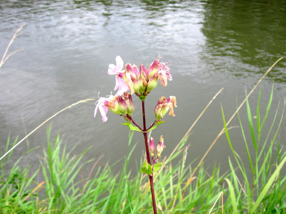 20120720Saponaria_officinalis