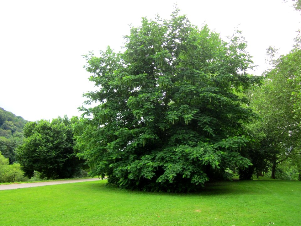 20130703Fluegelnuss_Saarbruecken