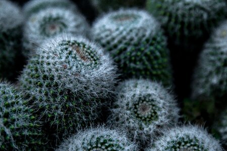 Plant cactus close up photo
