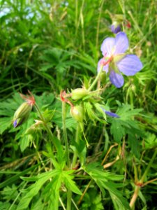 20130628Wiesenstorchschnabel_Staden2