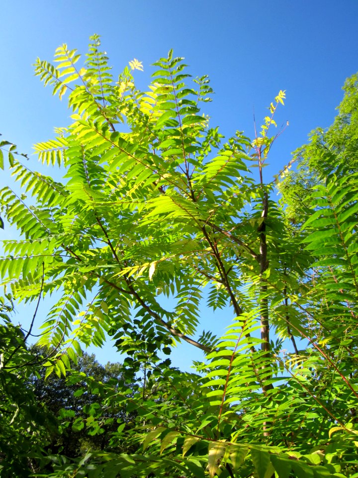 20120914Ailanthus_altissima5