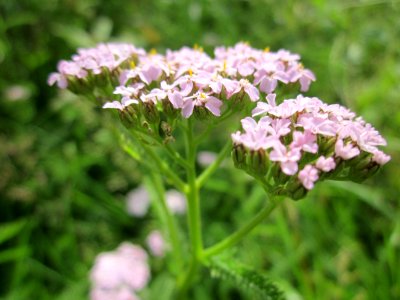 20130702Achillea_millefolium2