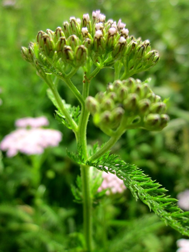 20130702Achillea_millefolium1