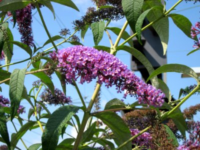 20120727Buddleja_davidii2