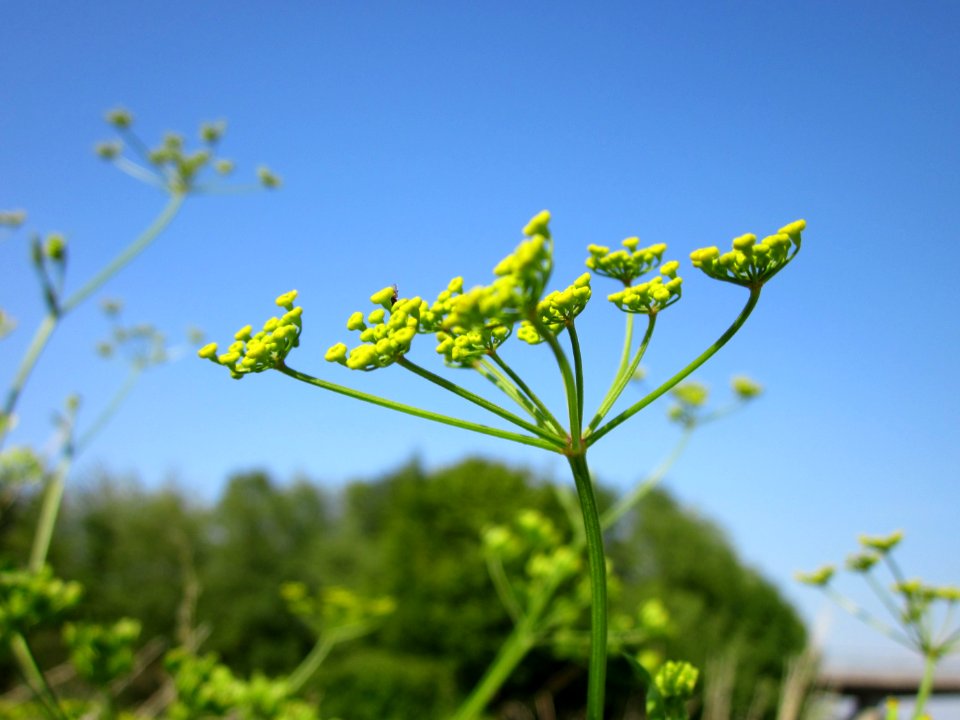 20120725Pastinaca_sativa3