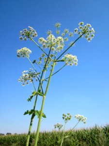 20120726Heracleum_sphondylium1