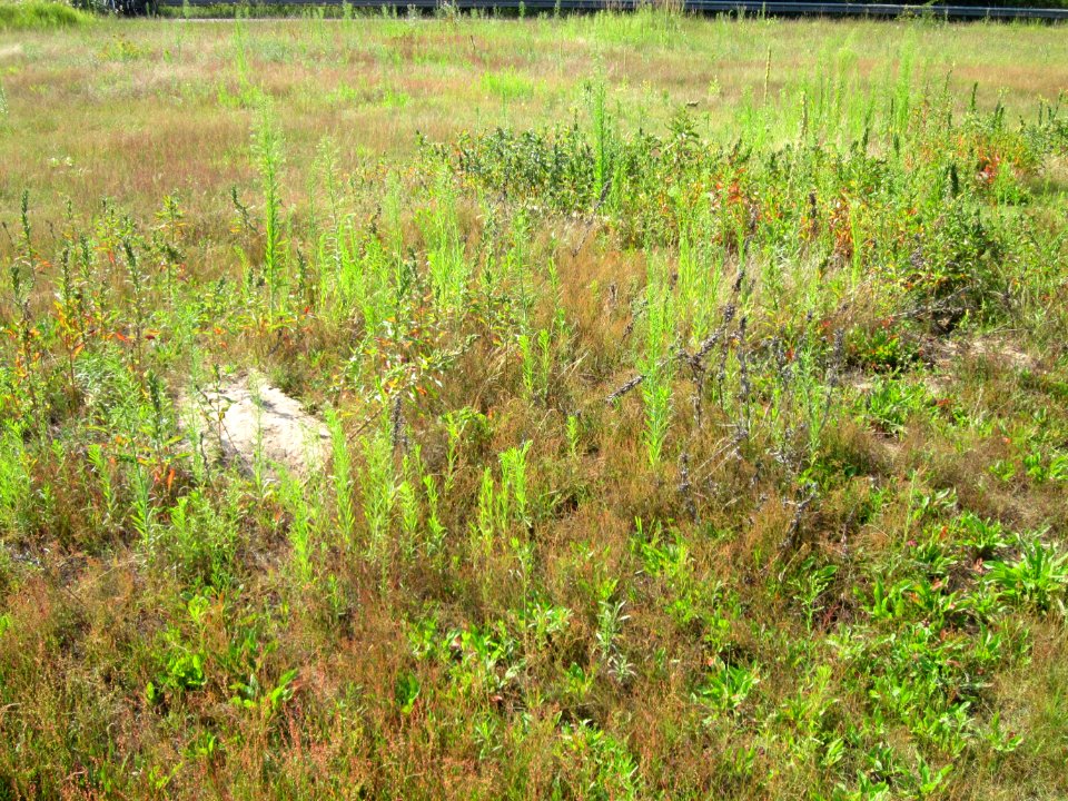 20120725Reilingen25