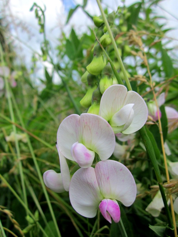 20130704Platterbse_Bruchmuehlbach-Miesau2