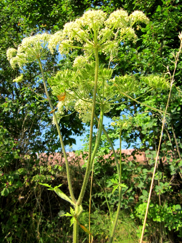 20120725Heracleum_sphondylium2