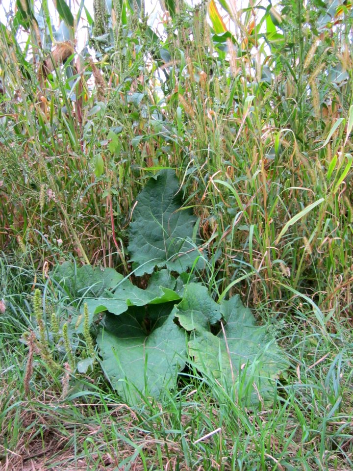 20120918Arctium_lappa1