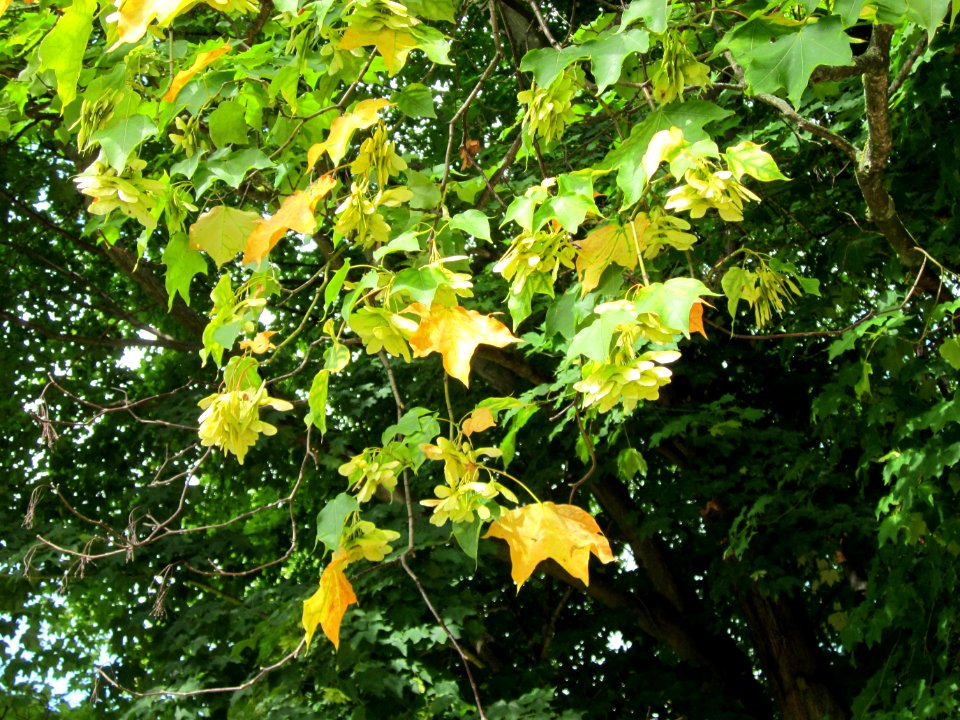 20120915Acer_platanoides3