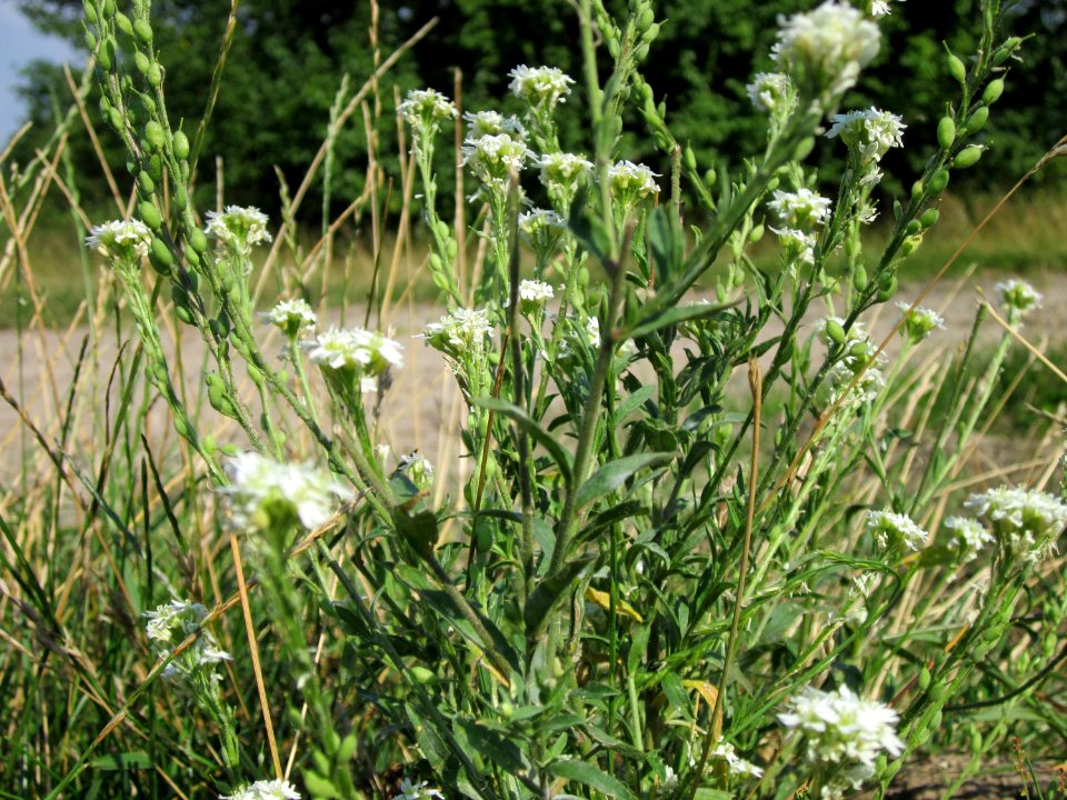 20120725Berteroa_incana2
