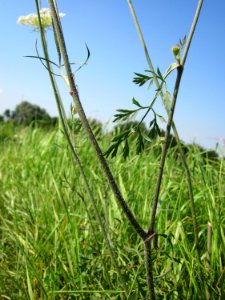 20120725Daucus_carota4
