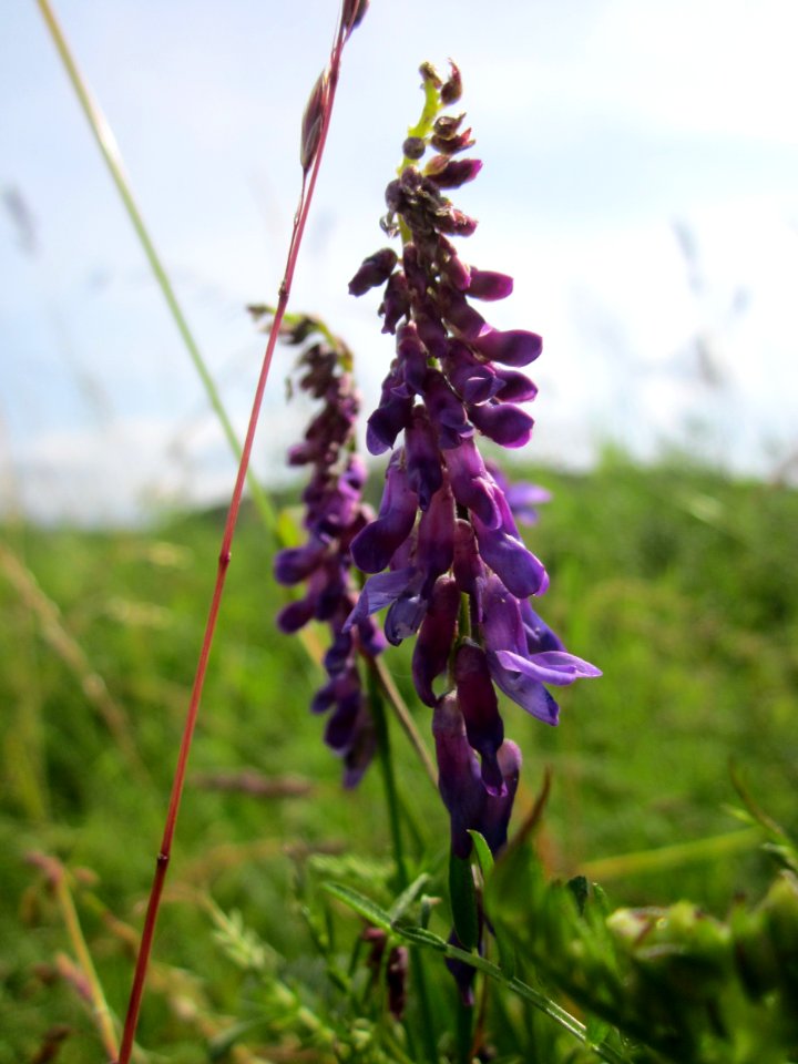 20130702Vicia_villosa