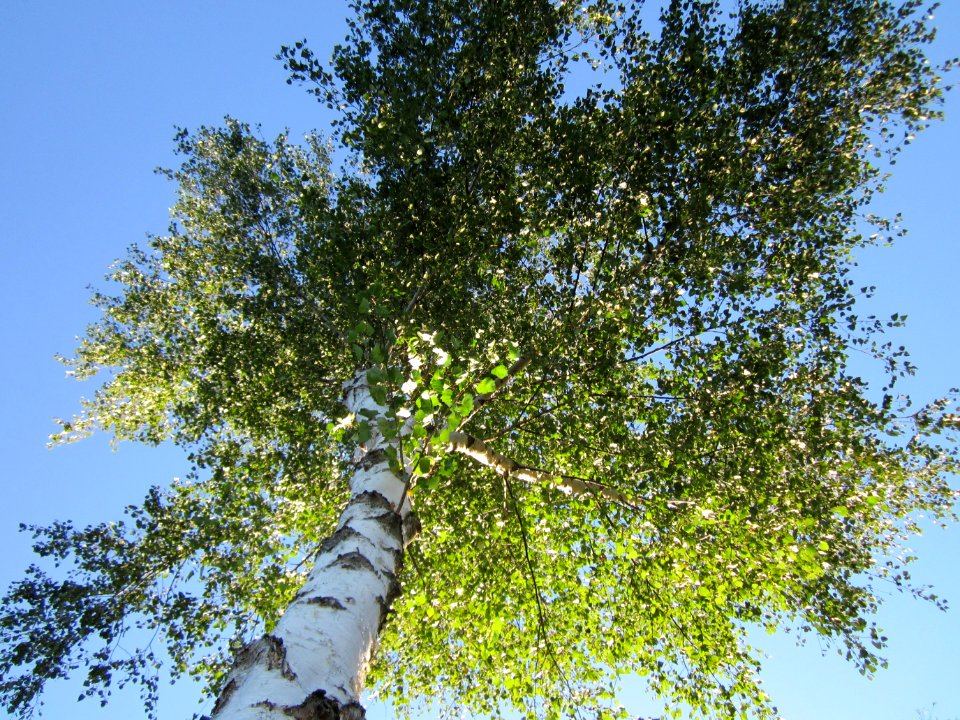 20120907Birke_Silz2