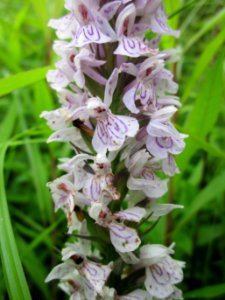 20130702Dactylorhiza_maculata7