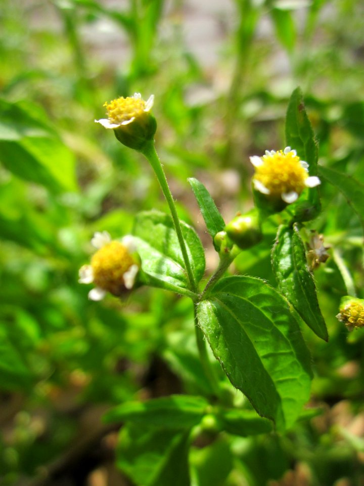 20130702Galinsoga_parviflora2