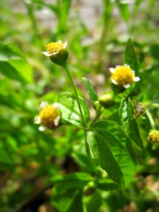 20130702Galinsoga_parviflora2